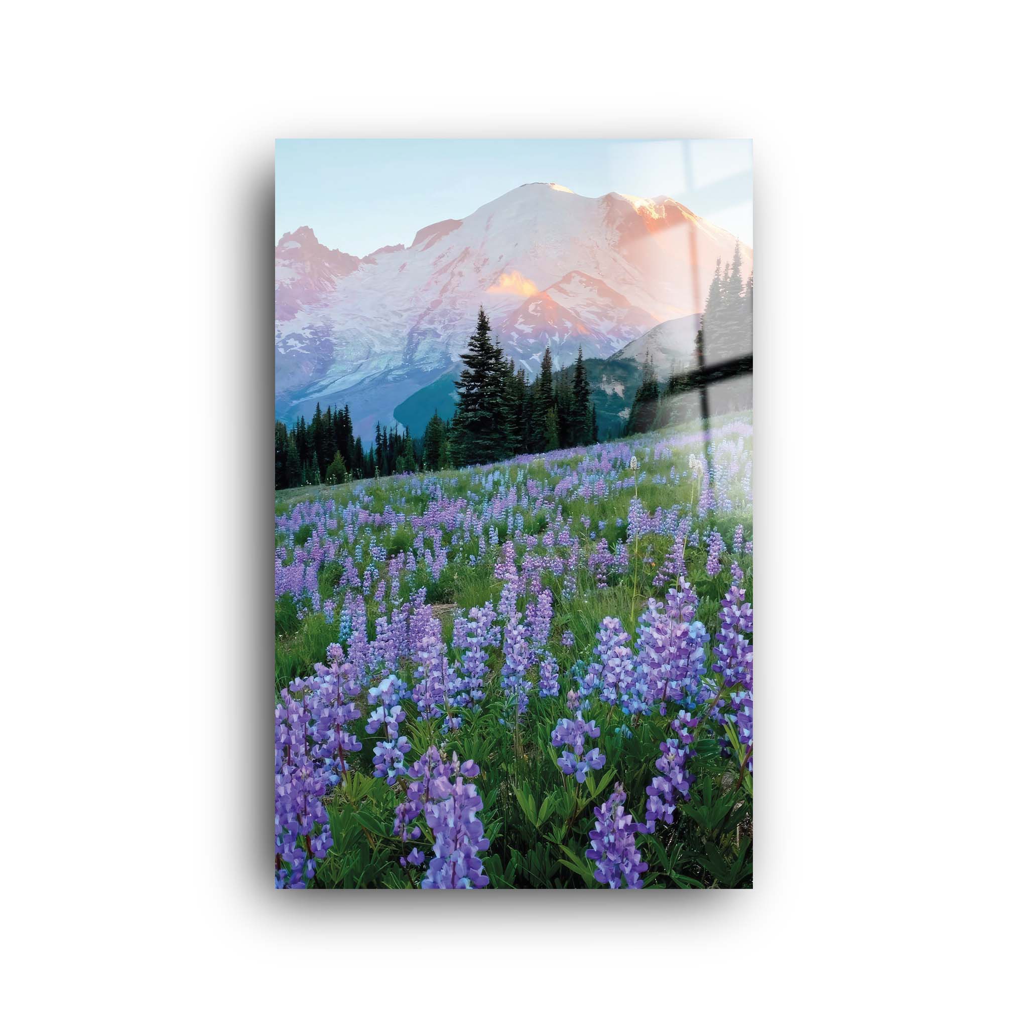 Lavender Garden | Glass Wall Art