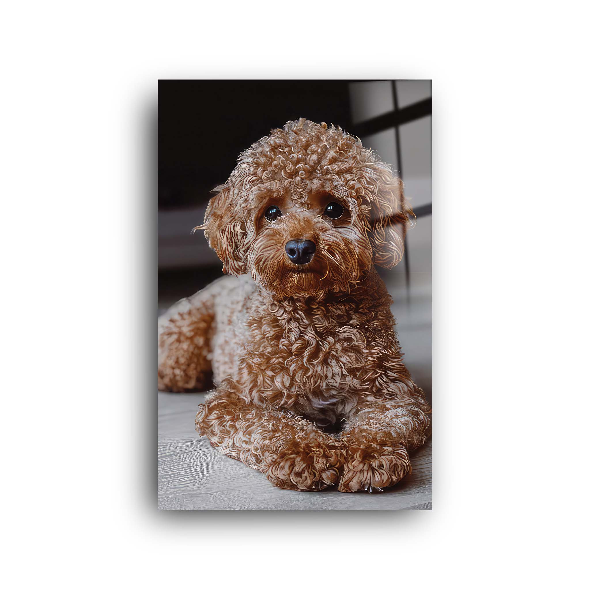 Poodle | Glass Wall Art